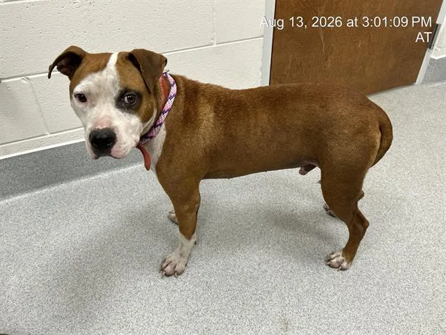 An adult medium-sized male Mixed Breed dog named Kirk for adoption in Ocala, FL