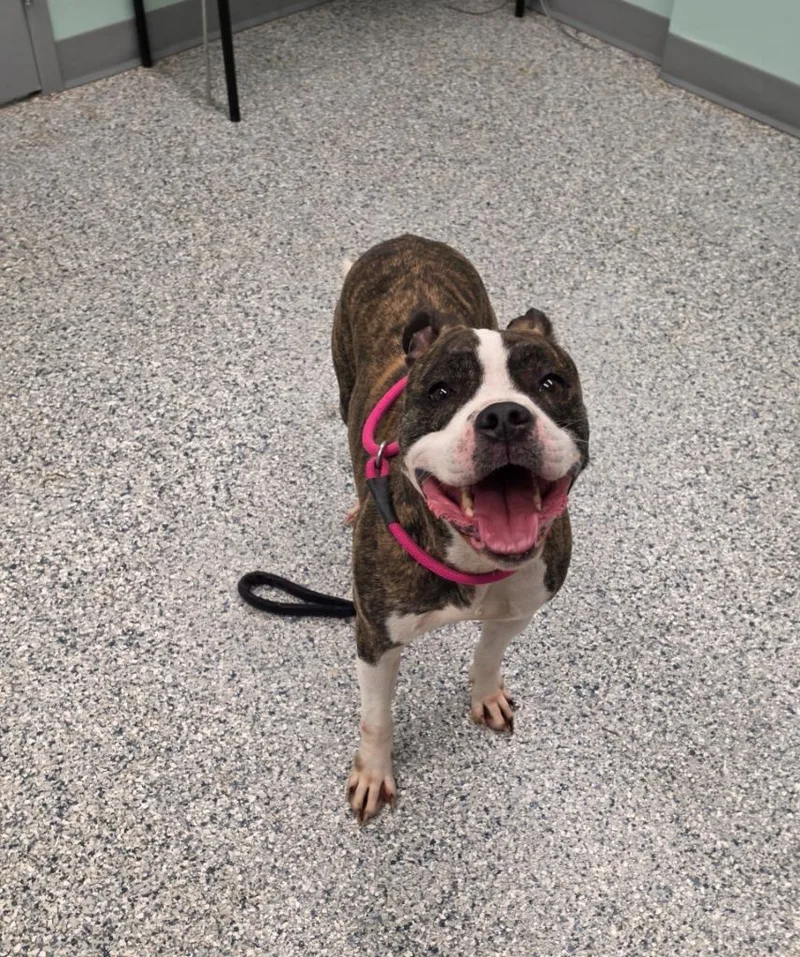 A young large-sized female Terrier dog named Charlie Thompson for adoption in Athens, TN