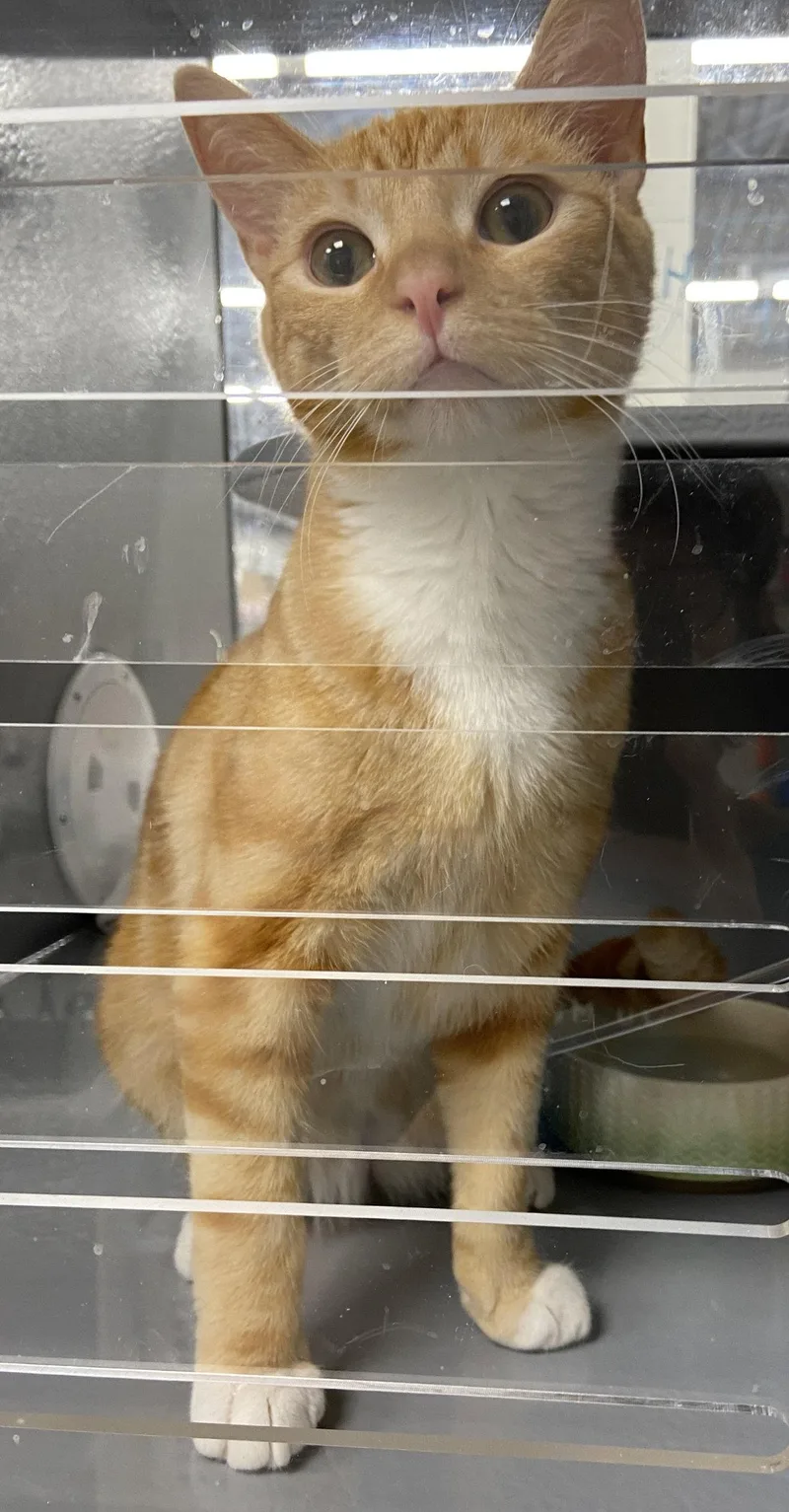 A young medium-sized male Tabby cat named Rey for adoption in Greenville, DE
