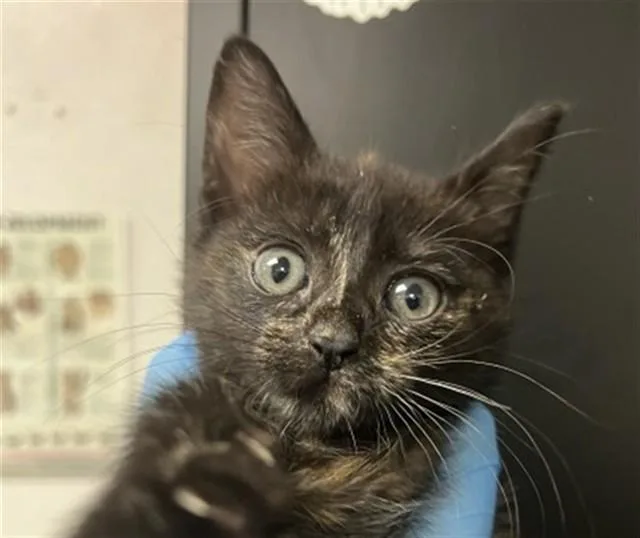 A baby small-sized female Domestic Short Hair cat named Shyloh for adoption in San Bernardino, CA