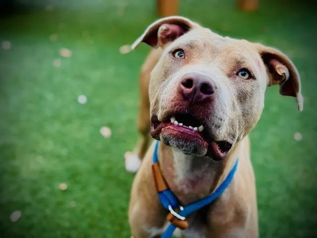 A young medium-sized female Pit Bull Terrier dog named Strawberry for adoption in Orlando, FL