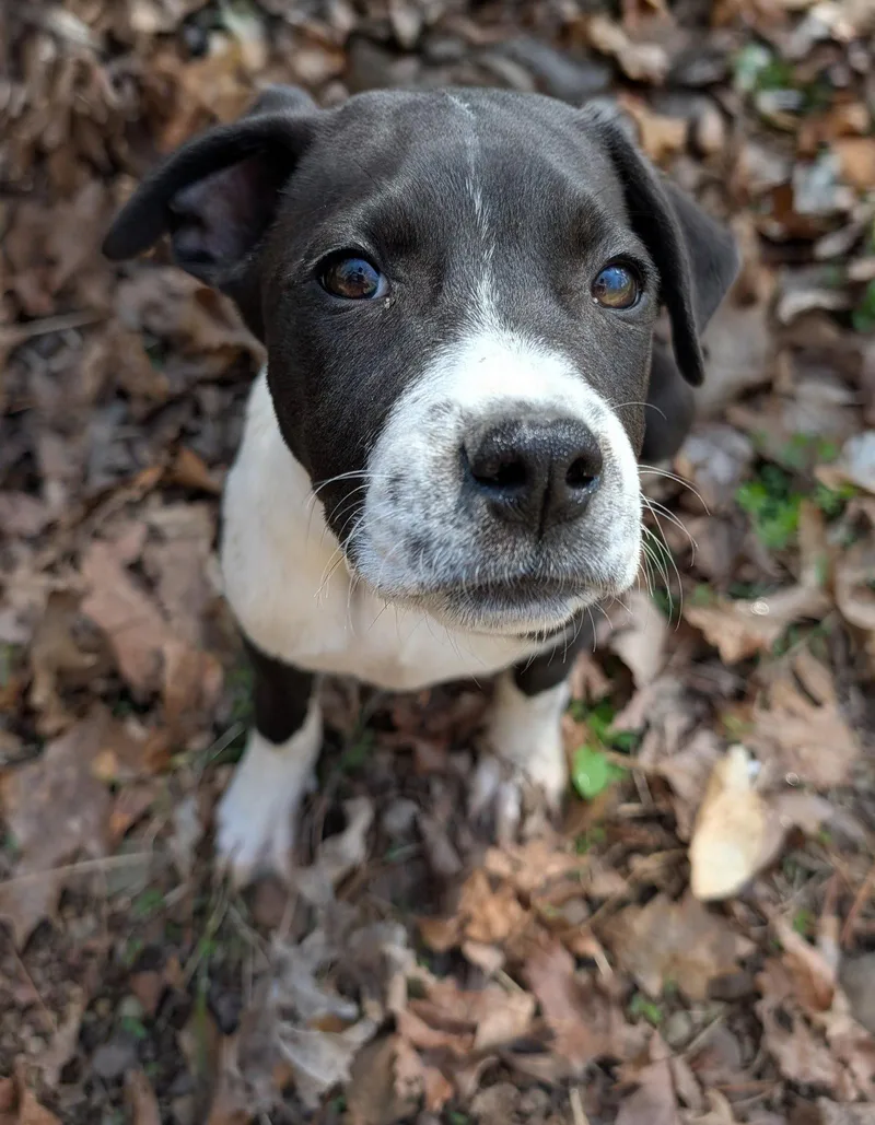 Artemis