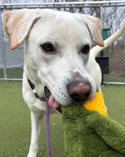 A young large-sized male Labrador Retriever dog named Archie for adoption in Fishers, IN