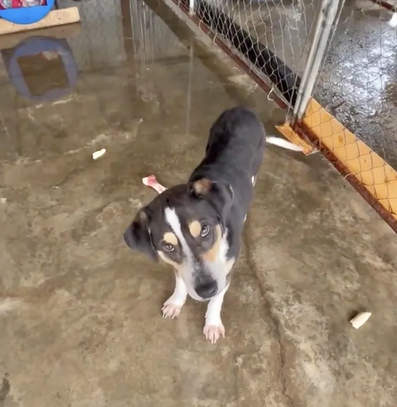 An adult medium-sized male Hound dog named Spot for adoption in Manchester, CT