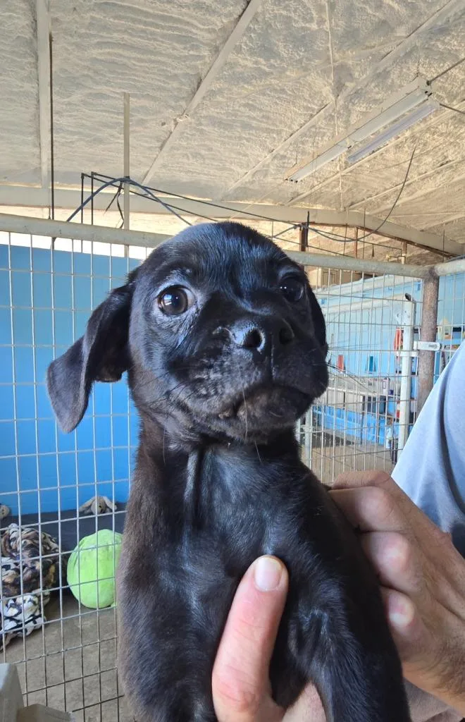 A baby small-sized male Chihuahua dog named Cash for adoption in Canyon Lake, TX