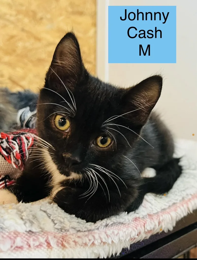 A baby small-sized male Domestic Medium Hair cat named Johnny Cash. Bobby for adoption in Sneads Ferry, NC
