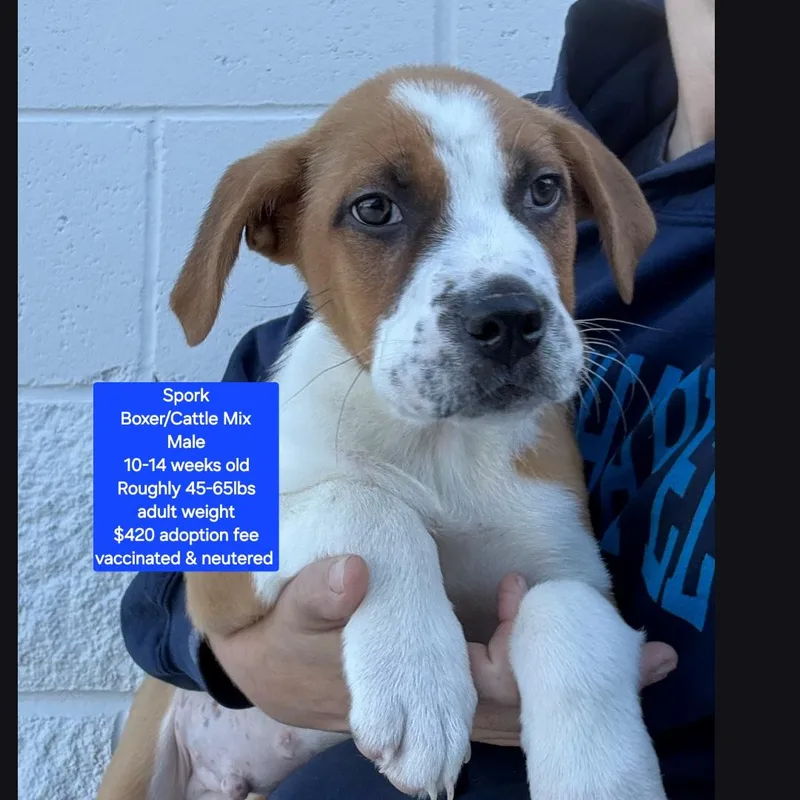 A baby medium-sized male Boxer dog named Spork for adoption in Oviedo, FL