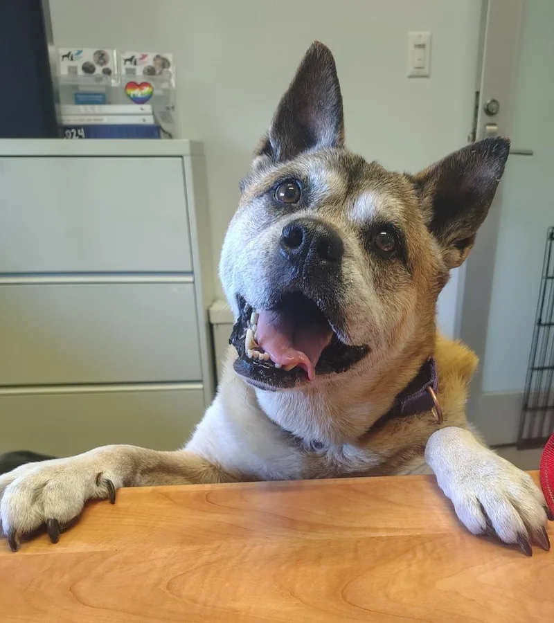 A senior medium-sized female Akita dog named Gia for adoption in Hyde Park, NY