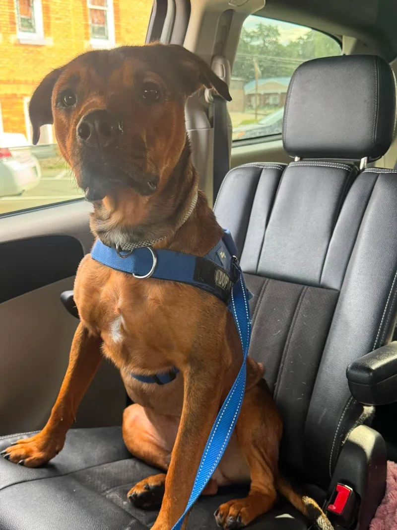 An adult large-sized male Brown / Chocolate Labrador Retriever dog named Milo for adoption in Seward, NE