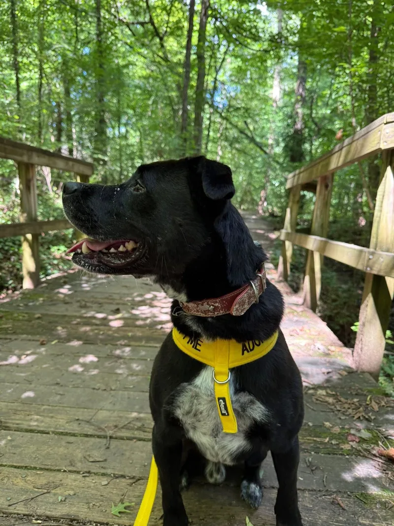 Good Boy Scout