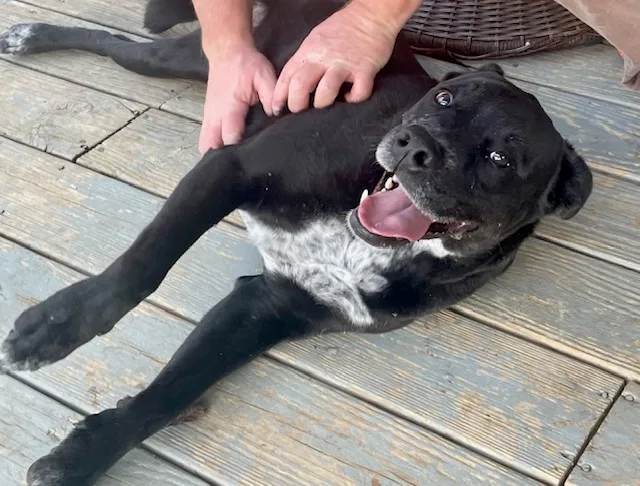 Good Boy Scout thumbnail 2
