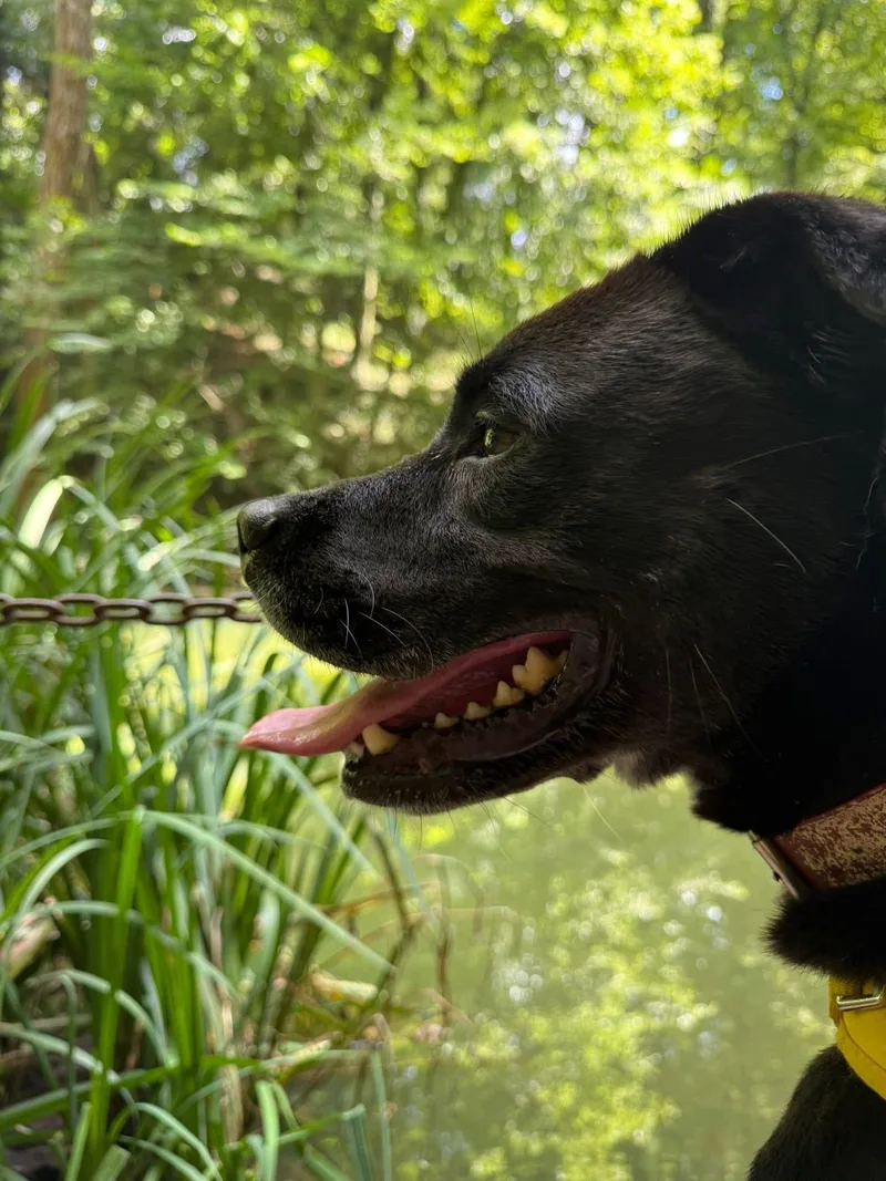 Good Boy Scout thumbnail 3