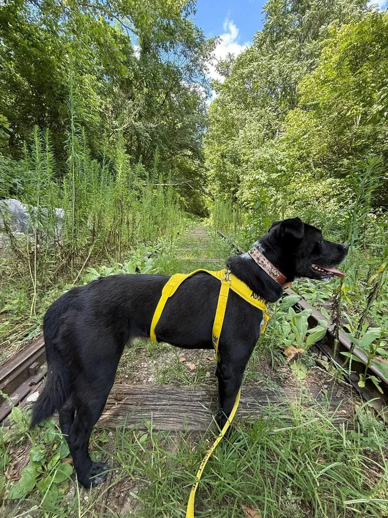 Good Boy Scout thumbnail 4