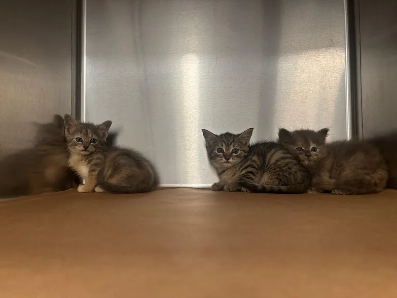 A baby small-sized female Domestic Short Hair cat named Ely for adoption in Cartersville , GA