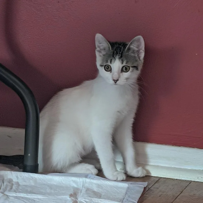 A baby small-sized female Domestic Short Hair cat named Aspen MT for adoption in Portage, MI
