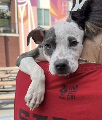 A young medium-sized female Terrier dog named Tamara for adoption in Lawrenceville, GA