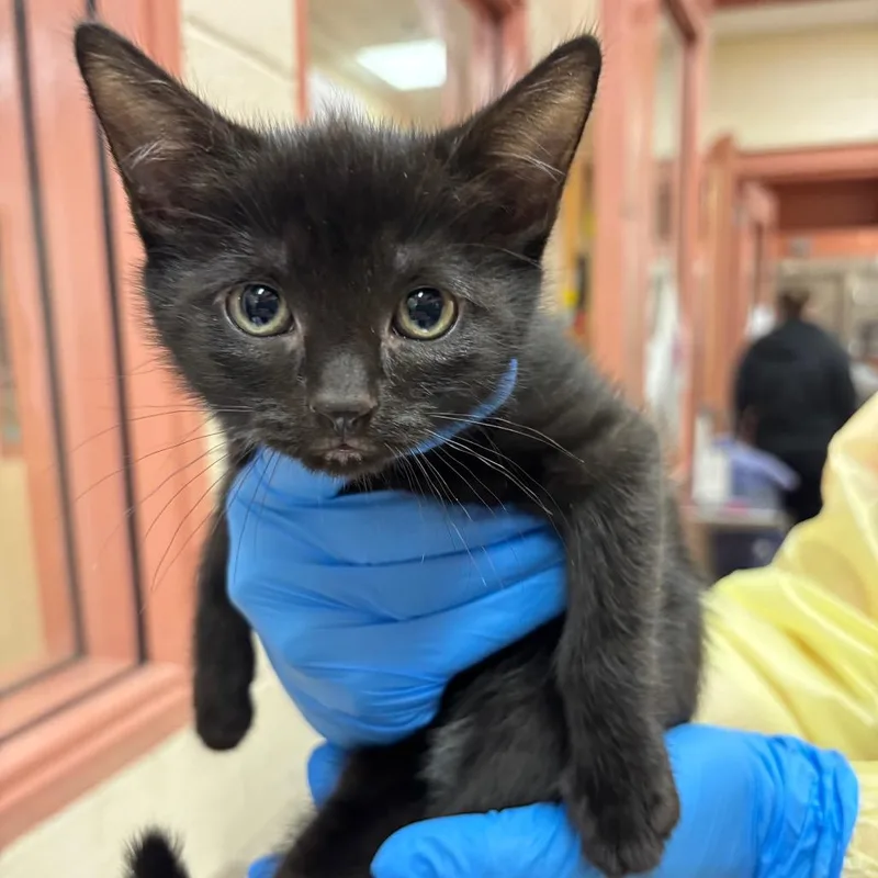A baby small-sized female Black Domestic Short Hair cat named Tricky for adoption in Springfield, MA