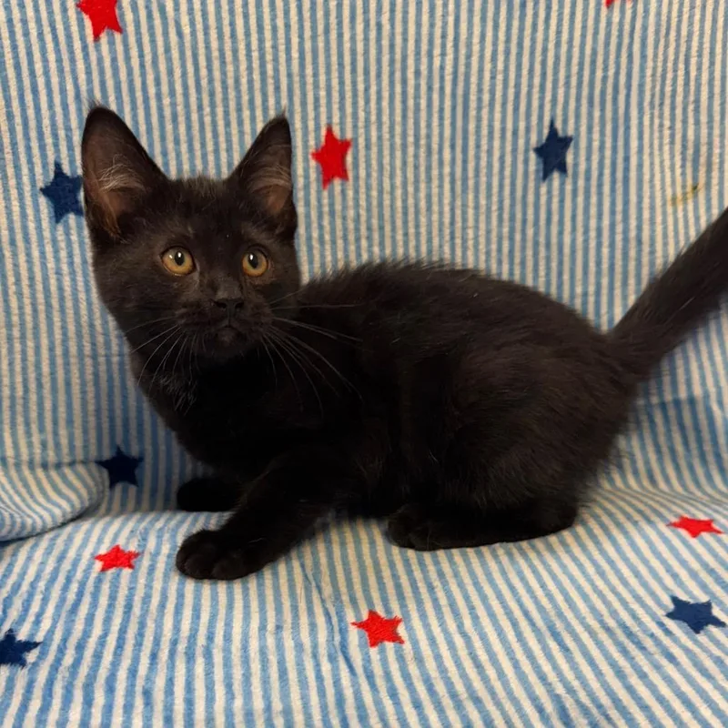 A baby small-sized female Black Domestic Short Hair cat named Catwoman for adoption in Kittanning, PA
