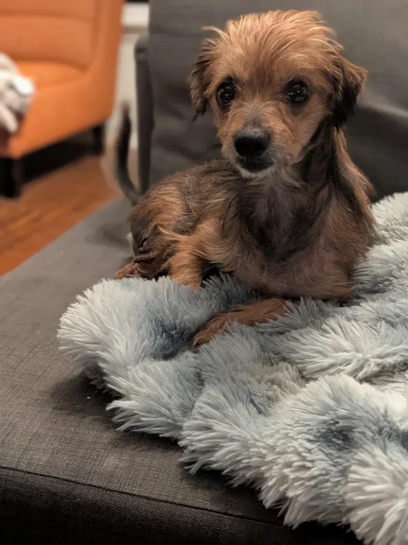 An adult small-sized male Red / Chestnut / Orange Terrier dog named Henry for adoption in Torrance, CA
