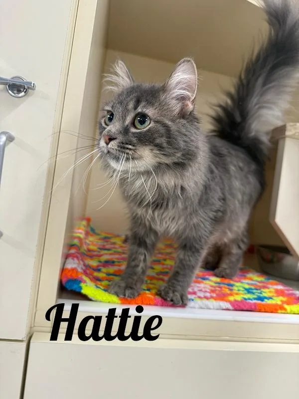 Hattie