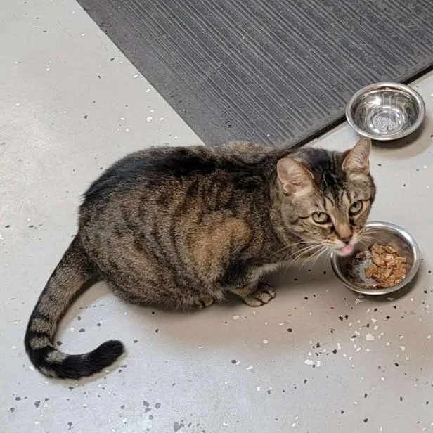 An adult medium-sized female Tabby cat named Willow for adoption in Somerset, KY