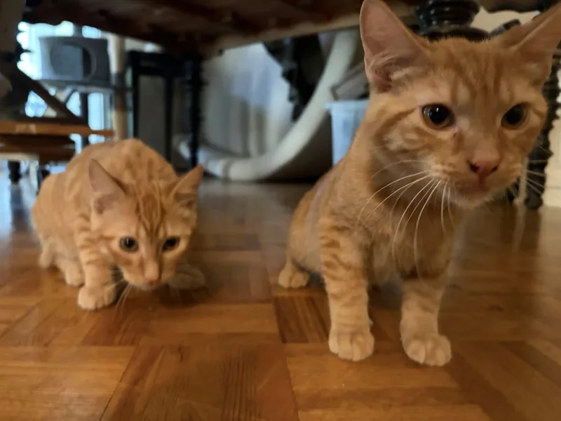 A young medium-sized male Tabby (Orange / Red) Domestic Short Hair cat named Bentley & Bugatti for adoption in Overland Park, KS