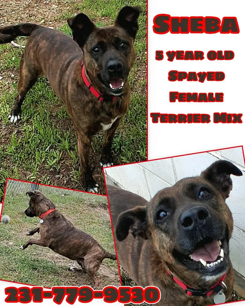 An adult medium-sized female Terrier dog named Sheba for adoption in Cadillac, MI