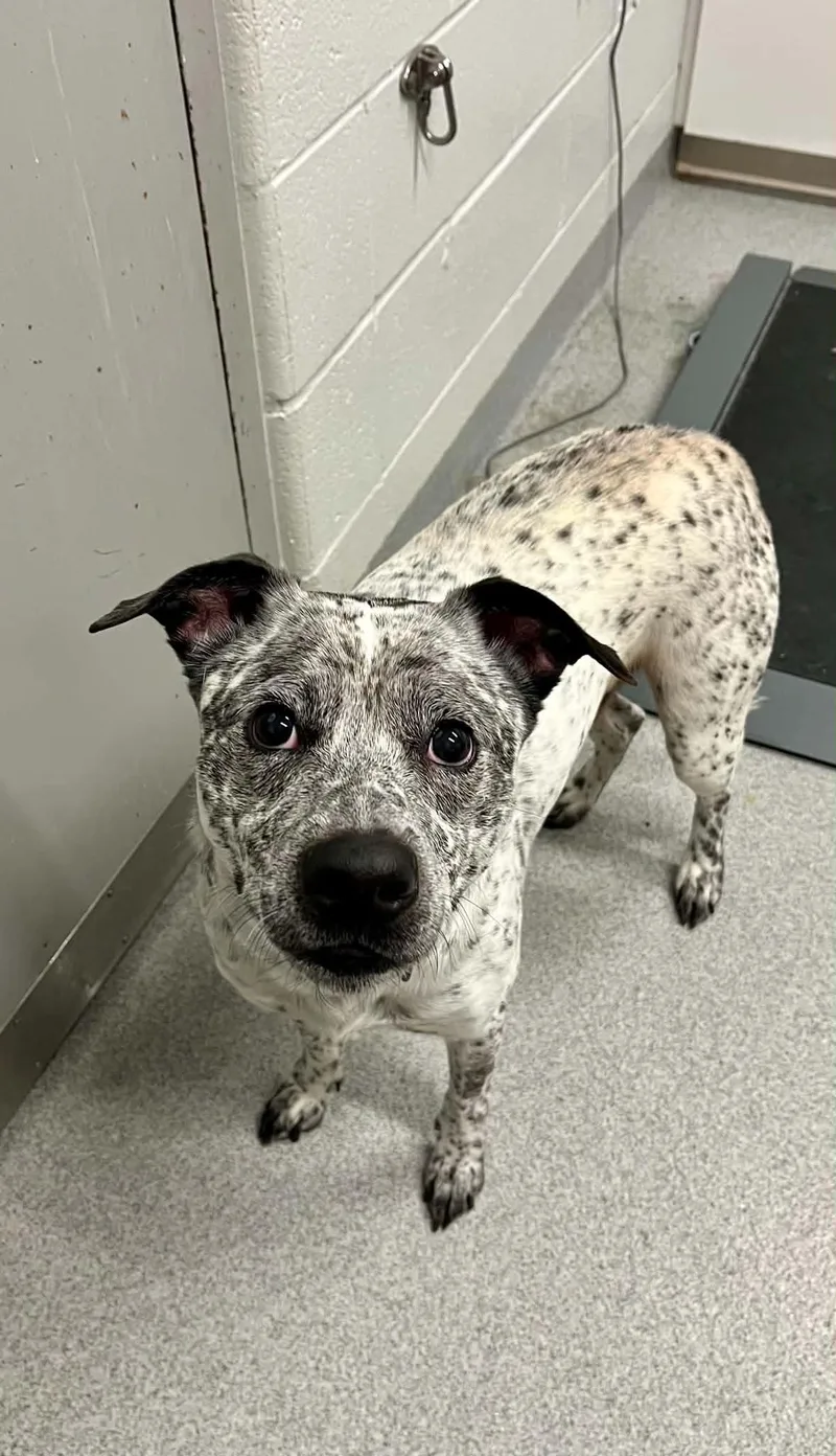 An adult medium-sized male Mixed Breed dog named Oreo for adoption in Moundsville, WV