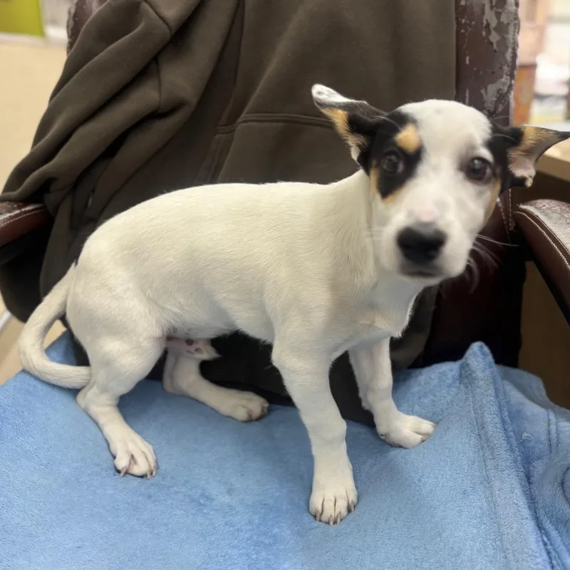 A young small-sized male White / Cream Rat Terrier dog named Snoopy for adoption in Point Richmond, CA