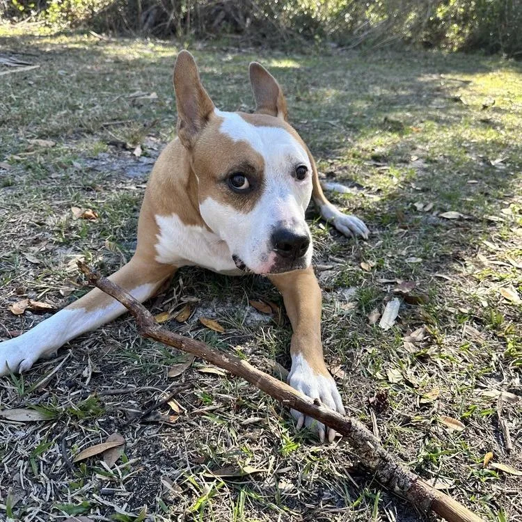 A senior large-sized male Yellow / Tan / Blond / Fawn Mixed Breed dog named Zeus for adoption in Seminole, FL