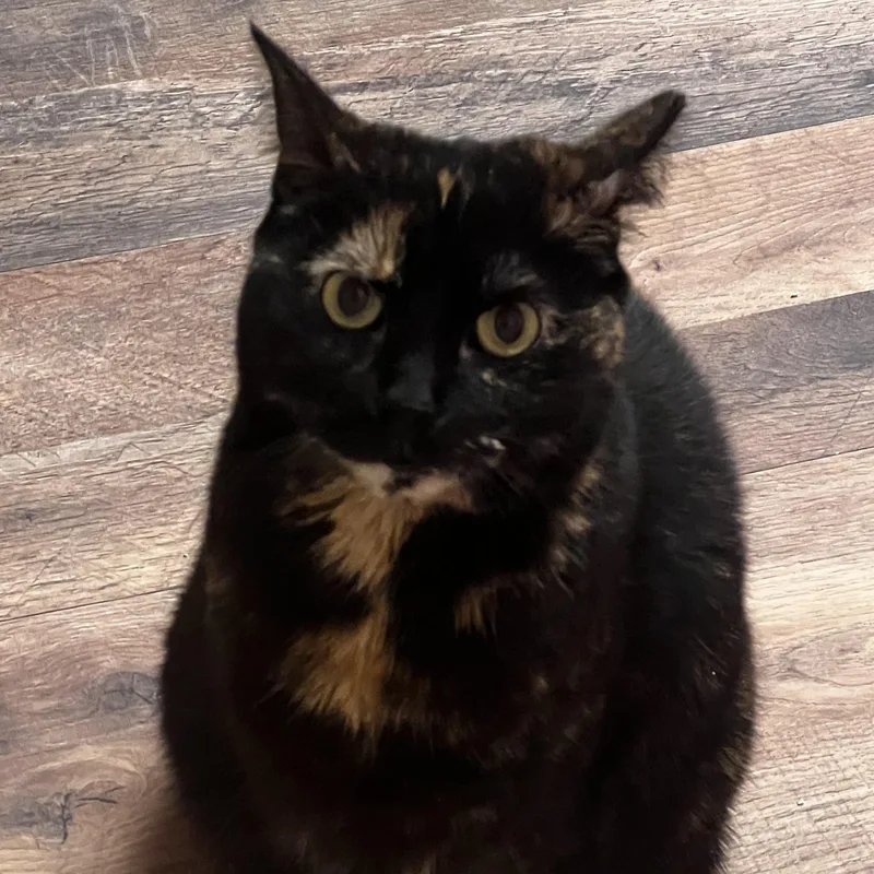 Charlotte thumbnail 2