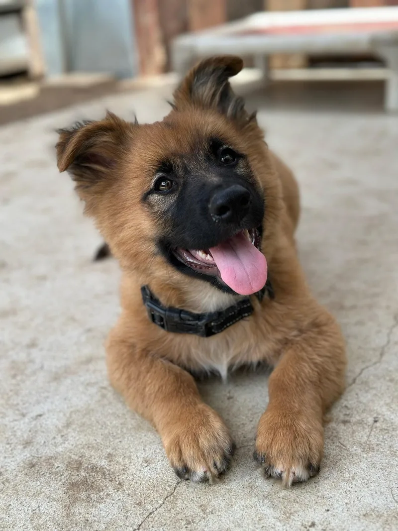A young small-sized male German Shepherd Dog dog named Flynn for adoption in Irvine, CA