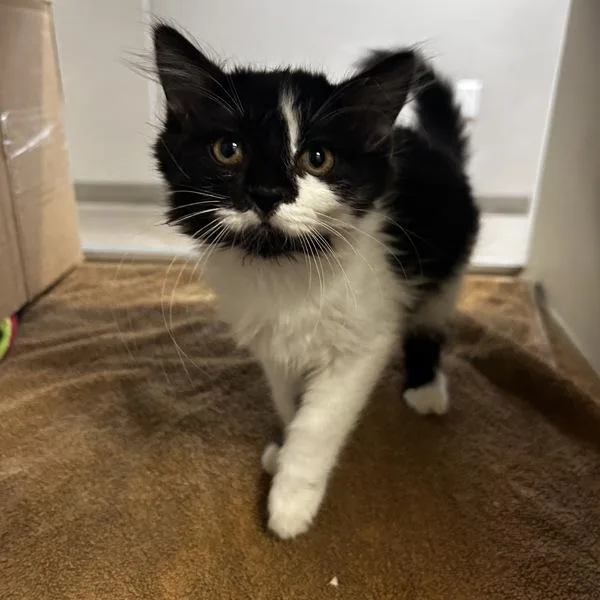 A baby small-sized female Domestic Medium Hair cat named Mindy for adoption in Oakland, CA