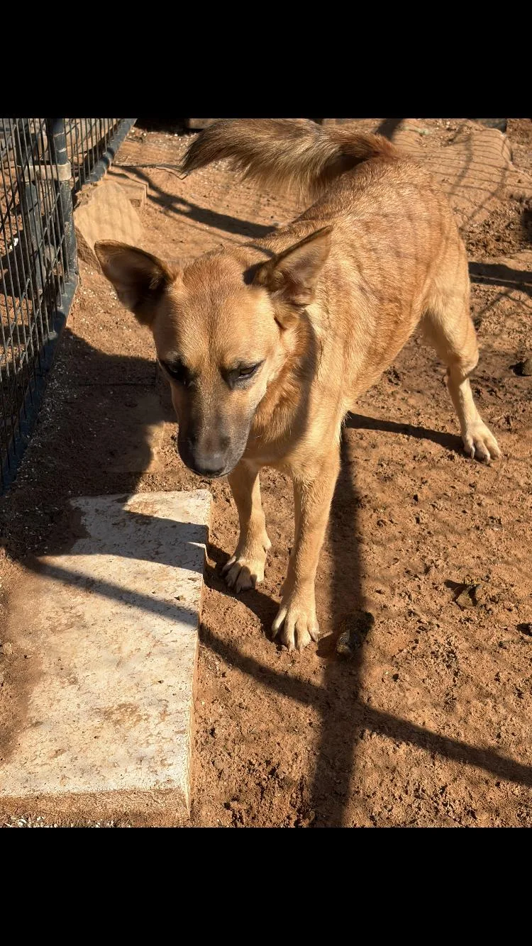An adult medium-sized female Yellow / Tan / Blond / Fawn German Shepherd Dog dog named Katy for adoption in Paradise, TX