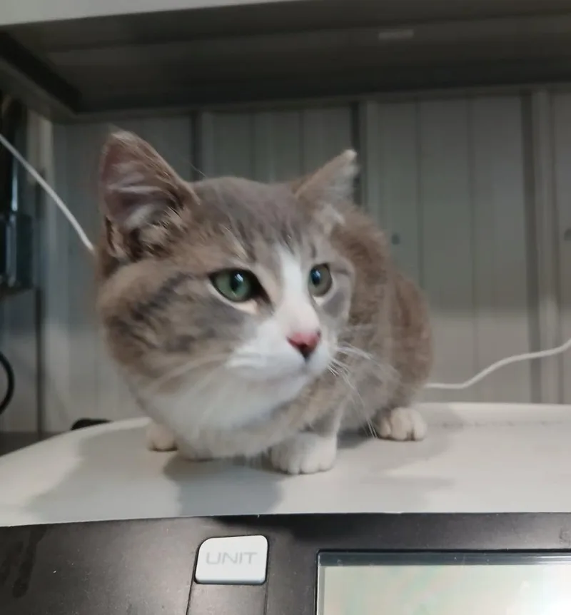 A baby medium-sized female Domestic Short Hair cat named Oatmeal for adoption in Medford, WI