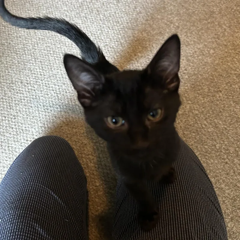 A baby medium-sized male Black Domestic Short Hair cat named Easley for adoption in Chicago, IL