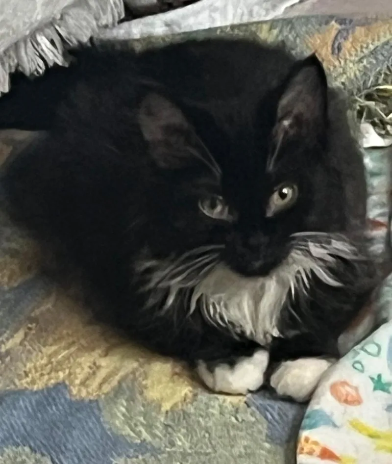 A baby medium-sized male Domestic Medium Hair cat named Dallas for adoption in Wintersville, OH
