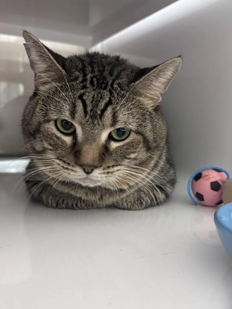 An adult large-sized male Domestic Short Hair cat named Cheeks for adoption in Saint Paul, MN