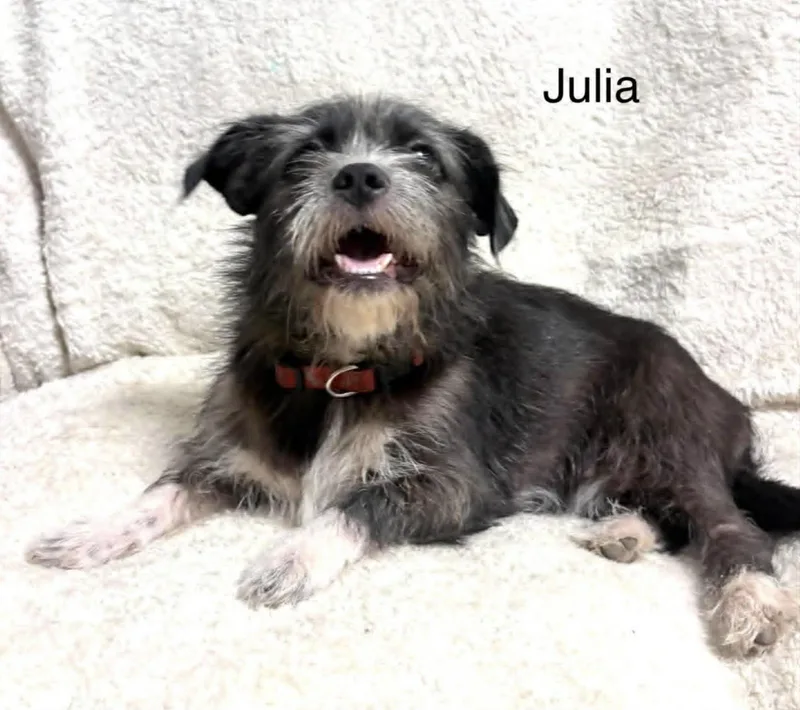 A young small-sized female Terrier dog named Julie for adoption in Allen, TX