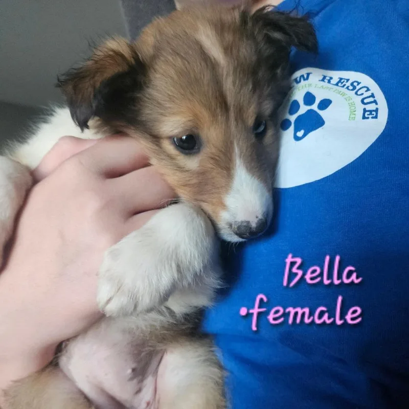 Bella