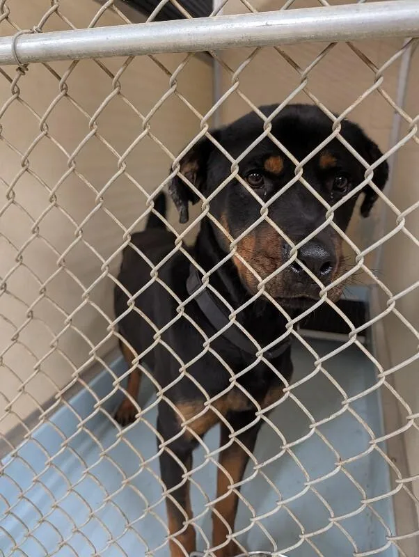 An adult large-sized male Black Mixed Breed dog named Atlas for adoption in Cincinnati, OH
