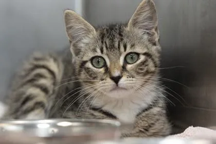 A young small-sized female Domestic Short Hair cat named B Cindy for adoption in North Charleston, SC