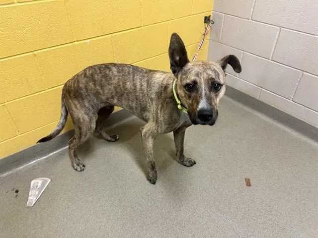 Chapo