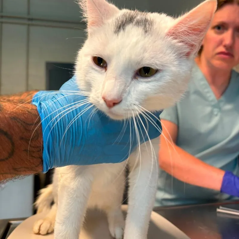 An adult medium-sized male White Domestic Short Hair cat named Dalton for adoption in Huntington, WV
