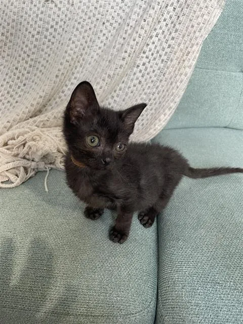 A baby small-sized male Domestic Short Hair cat named Abraham for adoption in Charlotte, NC