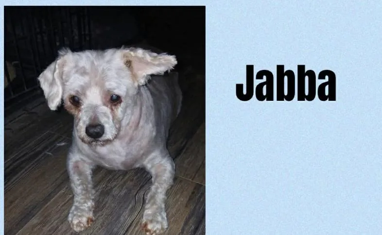 An adult small-sized male Terrier dog named Jabba In Tx for adoption in Cranston, RI