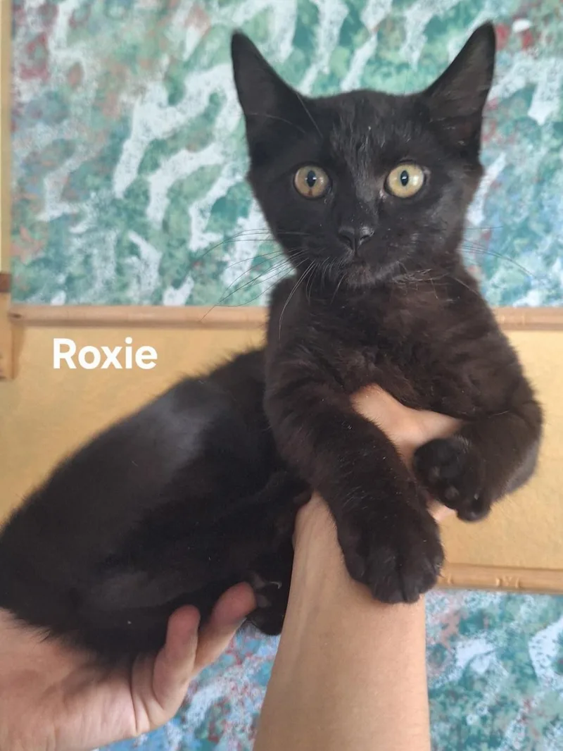 A baby medium-sized female Black Domestic Short Hair cat named Roxie for adoption in Chicopee, MA