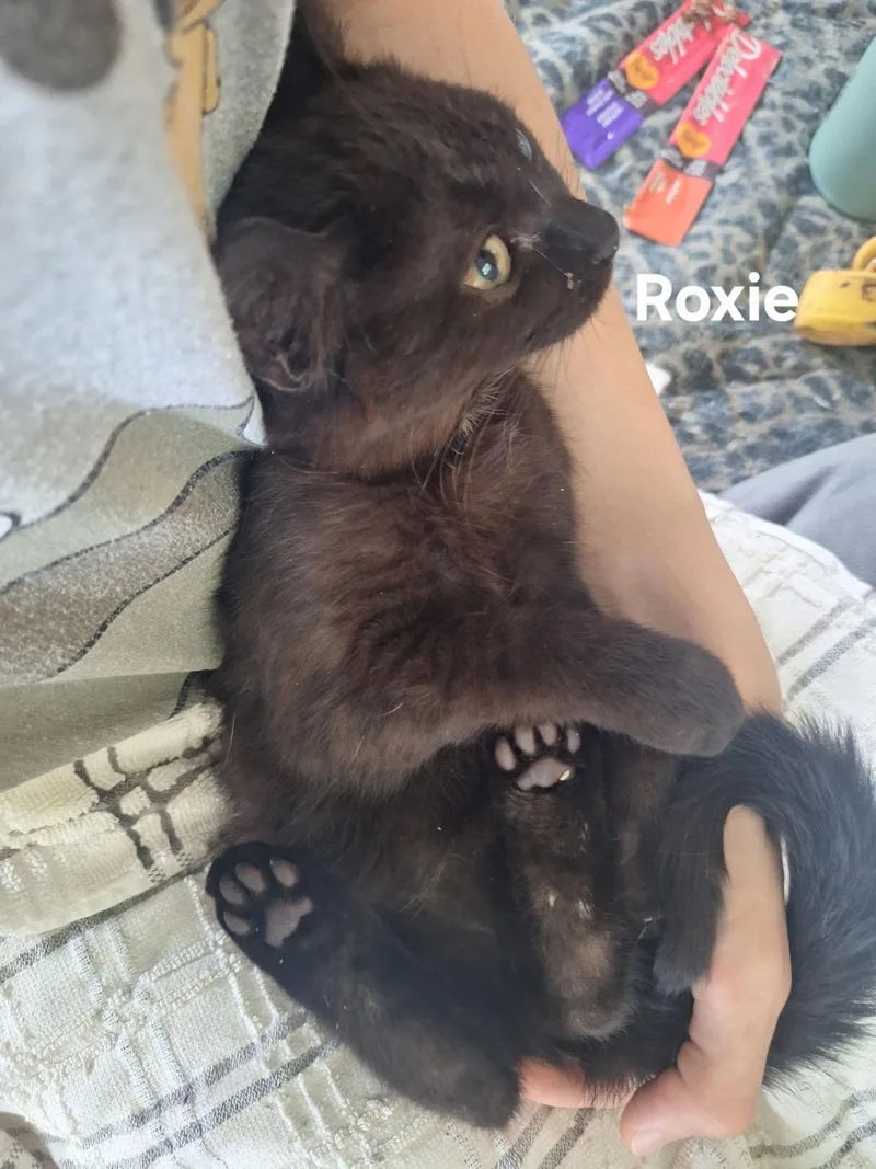 Roxie thumbnail 2