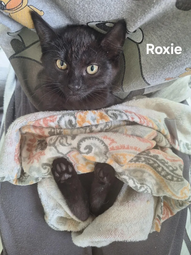 Roxie thumbnail 3