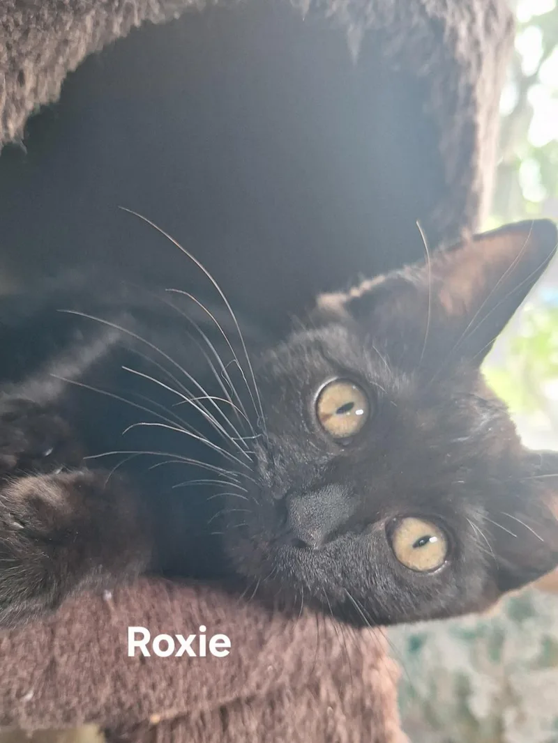 Roxie thumbnail 4